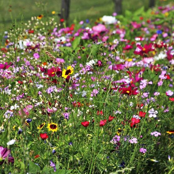 wildflowers